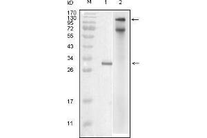 Western blot analysis using IKBKE mouse mAb against truncated IKBKE recombinant protein (1) and full-length IKBKE(aa1-716)-hIgGFc transfected COS7 cell lysate (2). (IKKi/IKKe antibody  (AA 1-257))