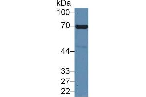 Western blot analysis of Mouse Heart lysate, using Mouse ANXA6 Antibody (2 µg/ml) and HRP-conjugated Goat Anti-Rabbit antibody ( (ANXA6 antibody  (AA 251-504))