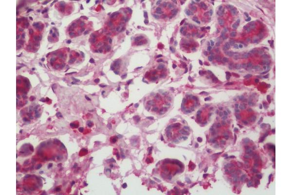 Casein antibody  (HRP)