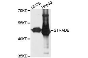Western blot analysis of extracts of various cell lines, using STRADB antibody (ABIN5995990) at 1/1000 dilution. (STRADB antibody)