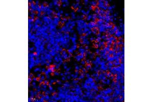 Immunofluorescence of paraffin embedded rat lymph node using mcp5 (ABIN7073445) at dilution of 1:400 (400x lens) (Ccl12 antibody)