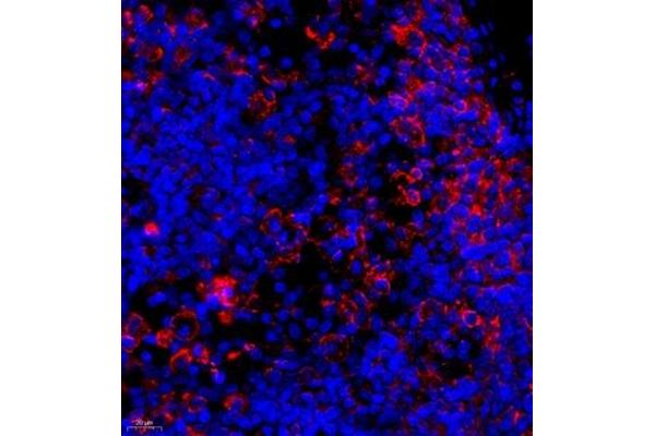 Ccl12 antibody