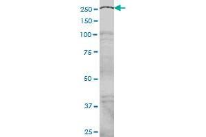 NCOA6 monoclonal antibody (M01), clone 2D7 Western Blot analysis of NCOA6 expression in Hela S3 NE . (NCOA6 antibody  (AA 1954-2063))