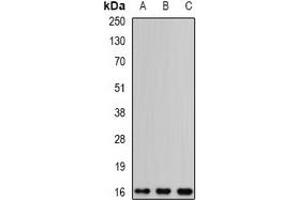 Western blot analysis of EDF1 expression in HepG2 (A), mouse brain (B), rat brain (C) whole cell lysates. (EDF1 antibody)