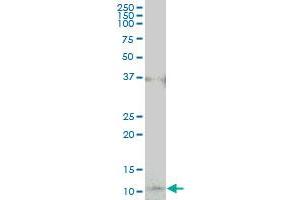 COX17 monoclonal antibody (M01), clone 4G2. (COX17 antibody  (AA 1-63))