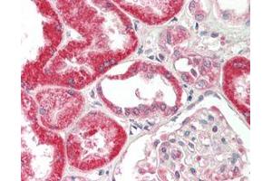 Immunohistochemical staining of FGF-19 using anti-FGF-19 (human), mAb (FG369-1)  in formalin-fixed and paraffin-embedded (FFPE) human kidney tissue (15µg/ml). (FGF19 antibody)