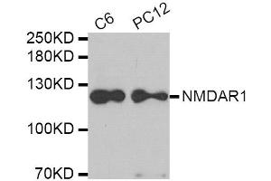 Western blot analysis of extracts of C6 and PC12 cell lines, using GRIN1 antibody. (GRIN1/NMDAR1 antibody)