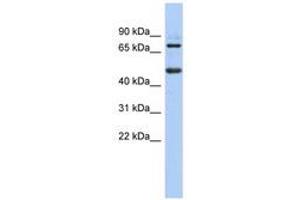 Image no. 1 for anti-Zinc Finger and BTB Domain Containing 26 (ZBTB26) (N-Term) antibody (ABIN6740606)
