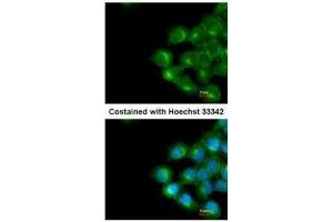 ICC/IF Image Immunofluorescence analysis of methanol-fixed A431, using Scramblase1, antibody at 1:200 dilution. (PLSCR1 antibody)
