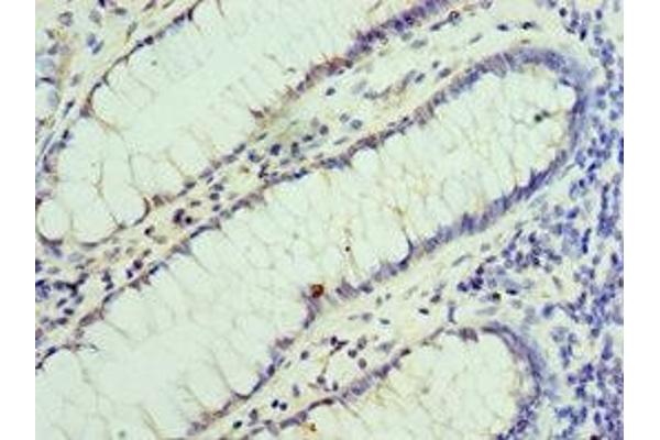 VENTX antibody  (AA 1-258)