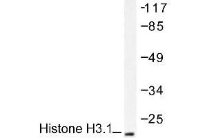 Image no. 1 for anti-Histone H3.1 (HIST1H3B) antibody (ABIN265467) (Histone H3.1 antibody)