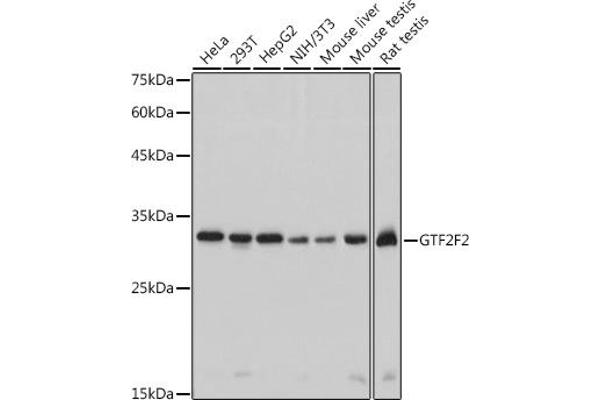 GTF2F2 antibody