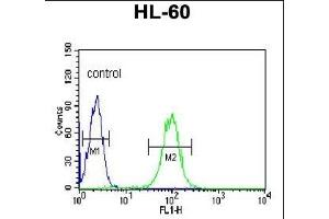 BPI Antibody (Center) (ABIN653003 and ABIN2842635) flow cytometric analysis of HL-60 cells (right histogram) compared to a negative control cell (left histogram).