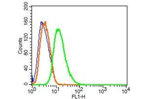 Rat RSC96 cells probed with Synaptopodin Polyclonal Antibody, FITC conjugated (bs-3633R-FITC) (green) at 1:100 for 30 minutes compared to unstained cells (blue) and isotype control (orange). (SYNPO antibody  (AA 601-700) (FITC))