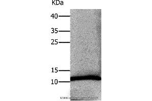 Western blot analysis of Human lung tissue, using DEFA1 Polyclonal Antibody at dilution of 1:550 (alpha Defensin 1 antibody)