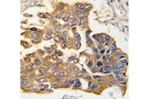 Immunohistochemistry (IHC) image for anti-Caspase 9, Apoptosis-Related Cysteine Peptidase (CASP9) (AA 183-211) antibody (ABIN3030325)