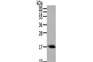 Western Blot analysis of Mouse muscle tissue using HCRT Polyclonal Antibody at dilution of 1/200 (Orexin antibody)