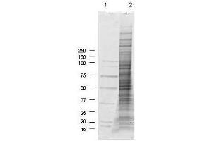 Western Blotting (WB) image for NIH/3T3 Whole Cell Lysate (PDGF Stimulated) (ABIN964052)
