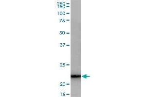 Western Blotting (WB) image for anti-GrpE-Like 1, Mitochondrial (GRPEL1) (AA 1-217) antibody (ABIN529247)