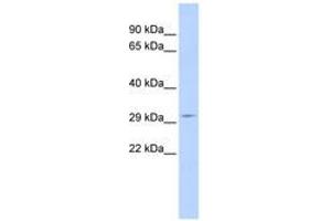 SHISA5 antibody  (AA 72-121)