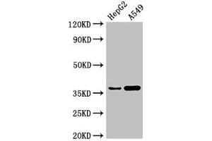 Western Blot Positive WB detected in: HepG2 whole cell lysate, A549 whole cell lysate All lanes: GGH antibody at 3 μg/mL Secondary Goat polyclonal to rabbit IgG at 1/50000 dilution Predicted band size: 36 kDa Observed band size: 36 kDa (GGH antibody  (AA 219-293))