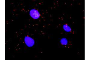 Proximity Ligation Analysis of protein-protein interactions between ARAF and BRAF. (ARAF antibody  (AA 1-606))
