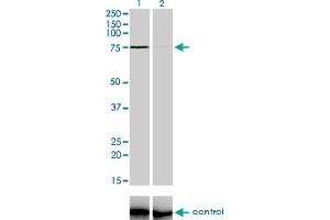 Western blot analysis of ZNF281 over-expressed 293 cell line, cotransfected with ZNF281 Validated Chimera RNAi (Lane 2) or non-transfected control (Lane 1). (ZNF281 antibody  (AA 787-893))