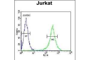 Flow cytometric analysis of Jurkat cells (right histogram) compared to a negative control cell (left histogram). (GNE antibody  (C-Term))