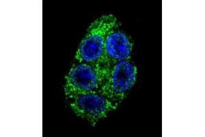 Confocal immunofluorescent analysis of DDAH1 Antibody (C-term) (ABIN389434 and ABIN2839512) with HepG2 cell followed by Alexa Fluor 488-conjugated goat anti-rabbit lgG (green). (DDAH1 antibody  (C-Term))