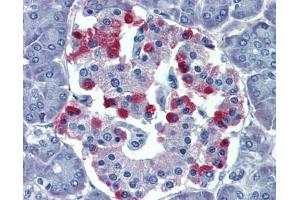 Immunohistochemistry (IHC) image for anti-GNAS Complex Locus (GNAS) (N-Term) antibody (ABIN2775542) (GNAS antibody  (N-Term))