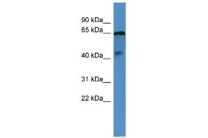 WB Suggested Anti-OPN5 Antibody Titration: 0.