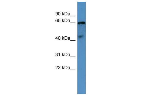 OPN5 anticorps  (C-Term)