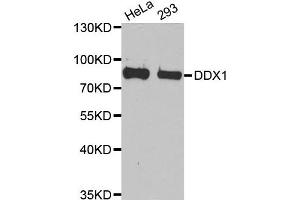 Western Blotting (WB) image for anti-DEAD (Asp-Glu-Ala-Asp) Box Polypeptide 1 (DDX1) antibody (ABIN1980256) (DDX1 antibody)