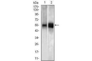 Western blot analysis using TBLR1 mouse mAb against Mouse heart (1) tissue lysate and K562 (2) cell lysate.