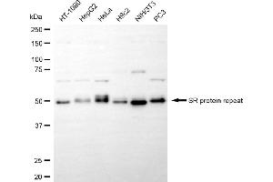 Western blotting analysis using SRSF6 antibody (ABIN7800308). (Recombinant SFRS6 antibody)