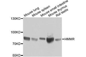 Western blot analysis of extracts of various cell lines, using HMMR antibody.