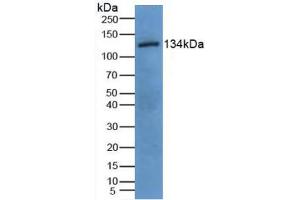 Figure. (EGF antibody  (AA 45-275))