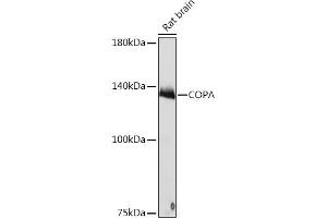 Western blot analysis of extracts of Rat brain, using COPA Rabbit mAb (ABIN7266423) at 1:1000 dilution. (COPA antibody)