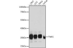 Western blot analysis of extracts of various cell lines, using TMX1 antibody  at 1:1000 dilution.