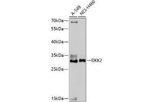 Western blot analysis of extracts of various cell lines using DKK2 Polyclonal Antibody at dilution of 1:1000. (DKK2 antibody)