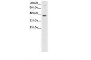 Image no. 3 for anti-KIN, Antigenic Determinant of RecA Protein Homolog (KIN) (AA 230-279) antibody (ABIN6735789) (KIN antibody  (AA 230-279))