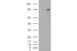 HEK293 overexpressing Neuregulin3 (ABIN5357577) and probed with ABIN238626 (mock transfection in first lane).