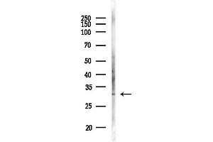 Western blot analysis of lysates from RAW264.