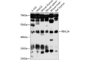 Western blot analysis of extracts of various cell lines, using FBXL14 antibody (ABIN7267080) at 1:1000 dilution. (FBXL14 antibody  (AA 1-418))