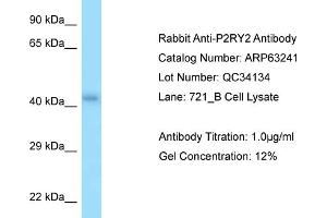 Western Blotting (WB) image for anti-Purinergic Receptor P2Y, G-Protein Coupled, 2 (P2RY2) (C-Term) antibody (ABIN2789420) (P2RY2 antibody  (C-Term))
