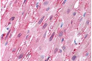 anti-Barrier To Autointegration Factor 1 (BANF1) (C-Term) antibody