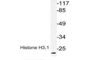 Western blot (WB) analysis of p-Histone H3. (Histone H3.1 antibody  (pThr3))