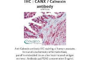 Image no. 2 for anti-Calnexin (CANX) (N-Term) antibody (ABIN1732595)