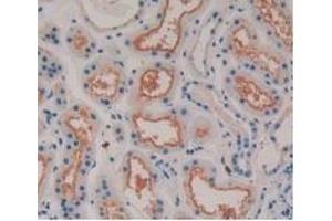 Detection of MSTN in Human Kidney Tissue using Monoclonal Antibody to Myostatin (MSTN) (MSTN antibody  (AA 267-375))