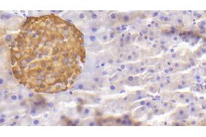 Detection of CHGA in Mouse Pancreas Tissue using Polyclonal Antibody to Chromogranin A (CHGA) (Chromogranin A antibody  (AA 24-154))